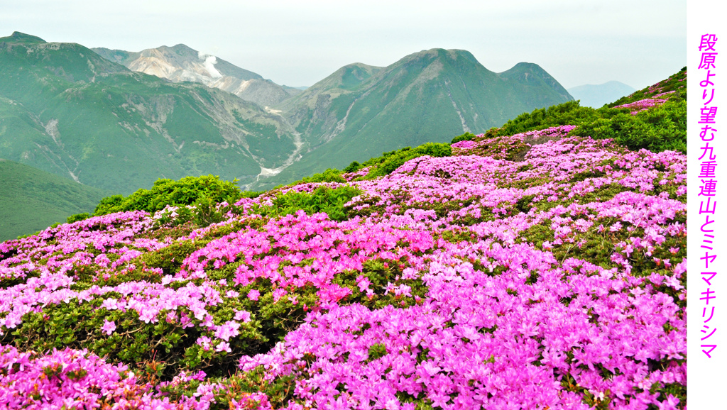 ミヤマキリシマ探訪山行 in 九重連峰2012：2日目(26)