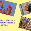 尾瀬草紅葉2015(65)