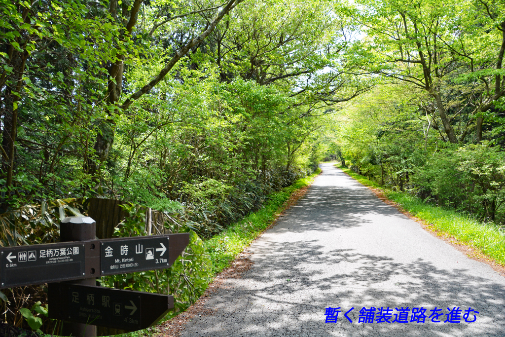 足柄古道を歩いての金時山登頂 2019 (22)