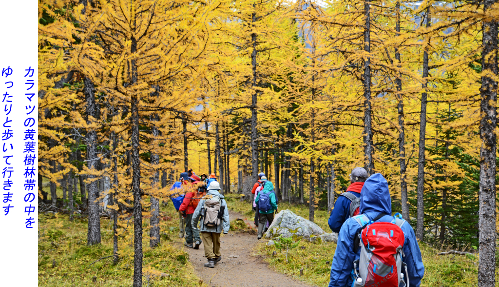 カナダの山旅2016B：ラーチバレー・センチネルパストレッキング(26)