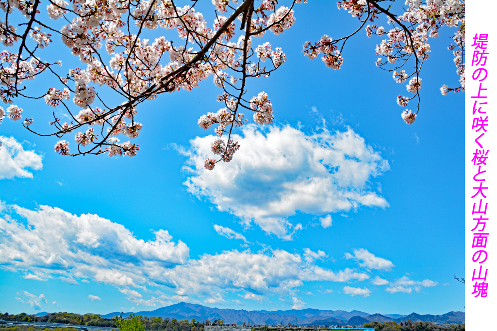 相模川の芝桜 2019-4 (8)