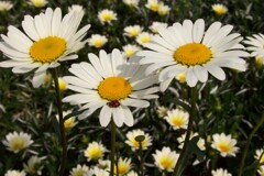 テントウ虫の運動場