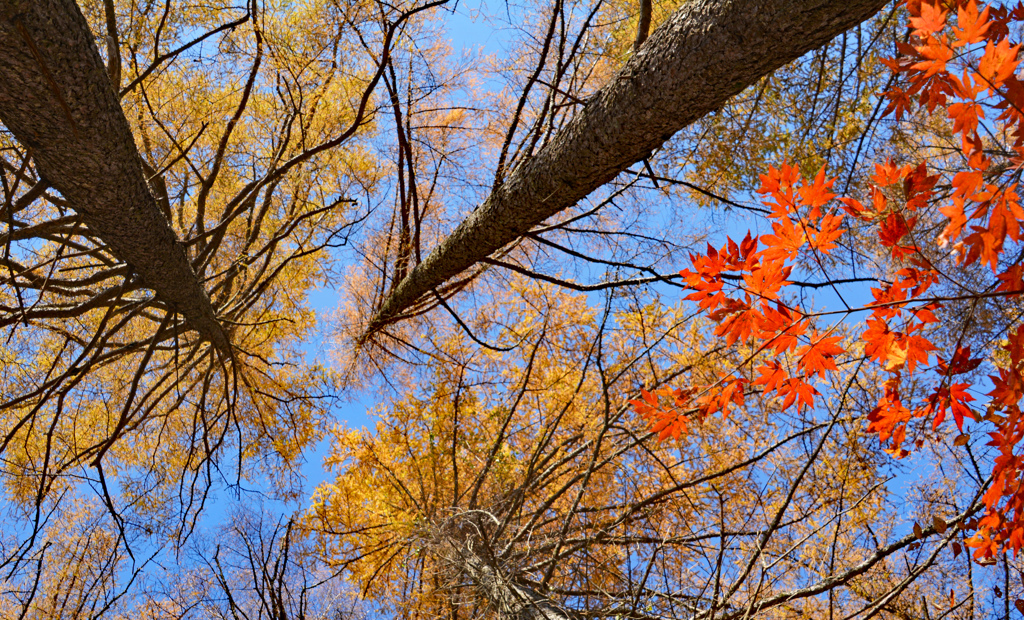 秋の大菩薩峠の山旅(7)