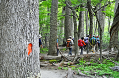 チレノ小屋を出て南極ブナの樹林帯の中を進む。