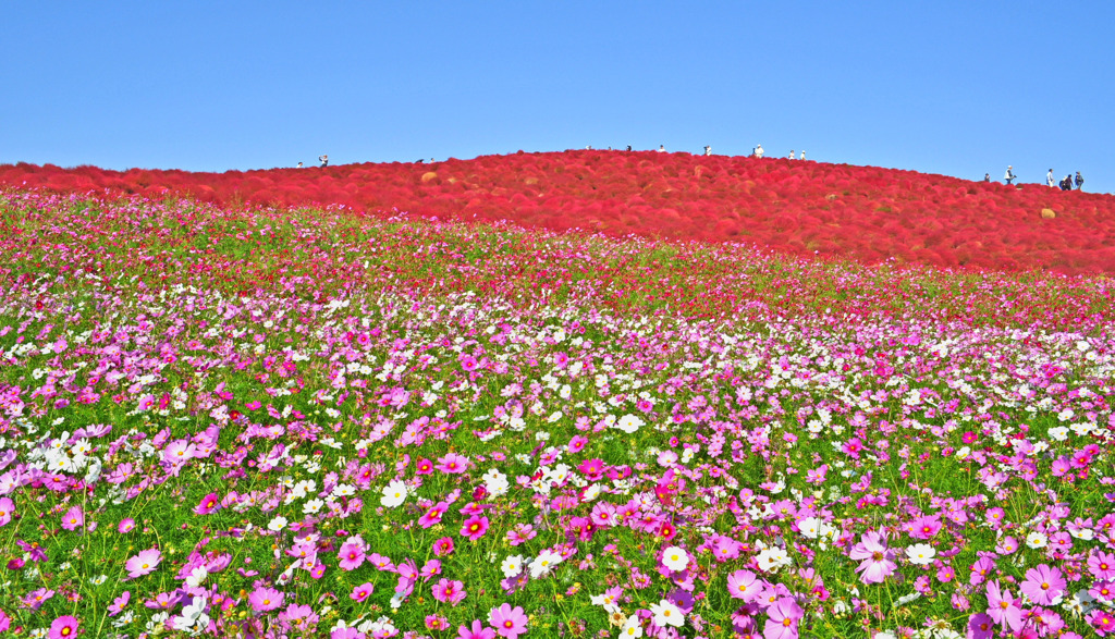 コキアとコスモス、青空のコンビネーション