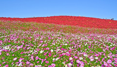 コキアとコスモス、青空のコンビネーション