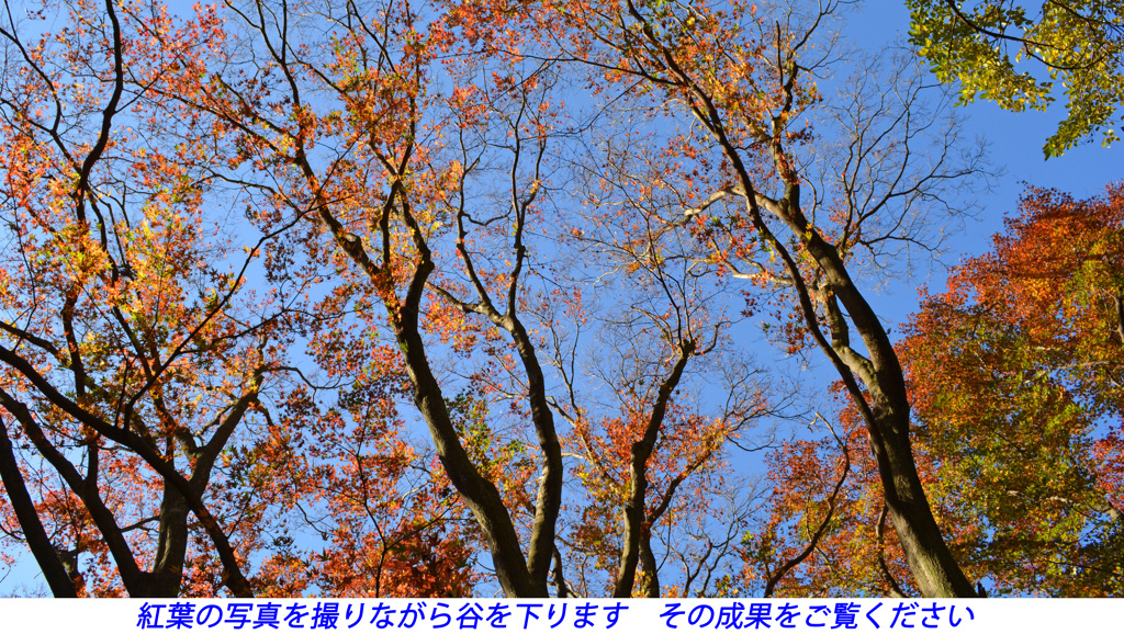 鎌倉アルプス紅葉狩り2014(31)