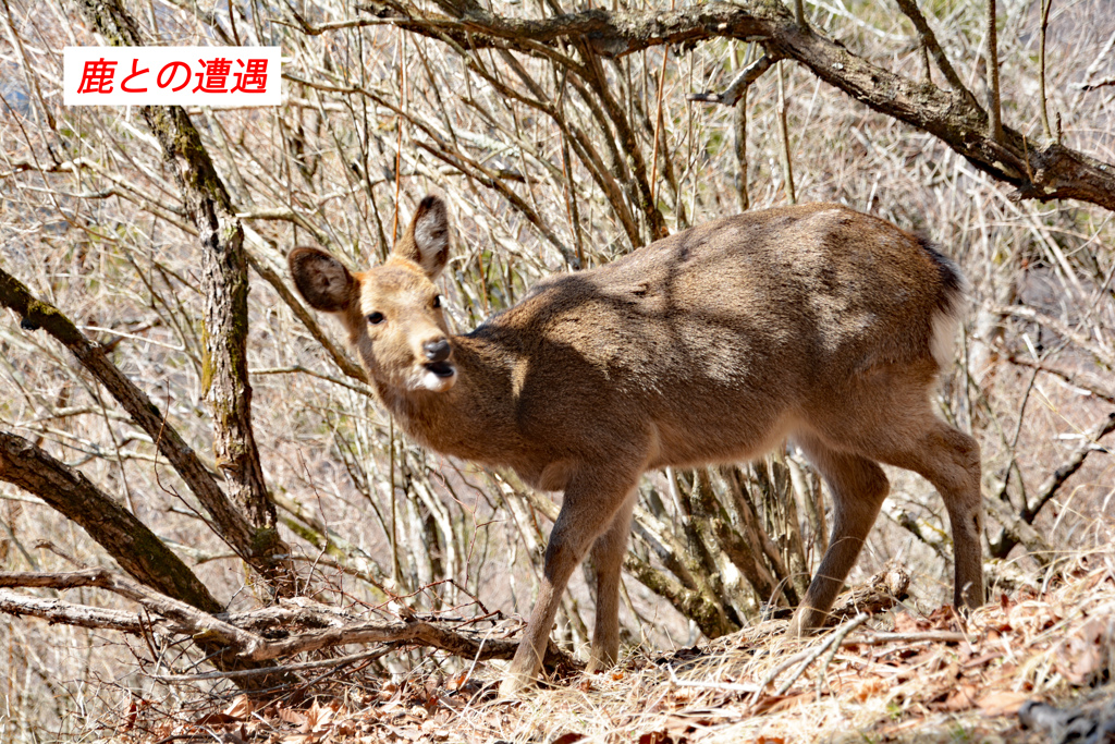丹沢・塔ノ岳登頂セレクト写真集 2008～2018 (12)