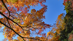 鎌倉アルプス紅葉狩り2014(14)