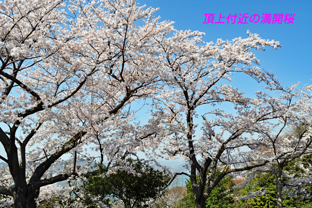 瀬戸内の三千本桜 2011 (13)