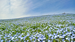 ネモフィラ・コキア　セレクト写真集2011/2012(14)