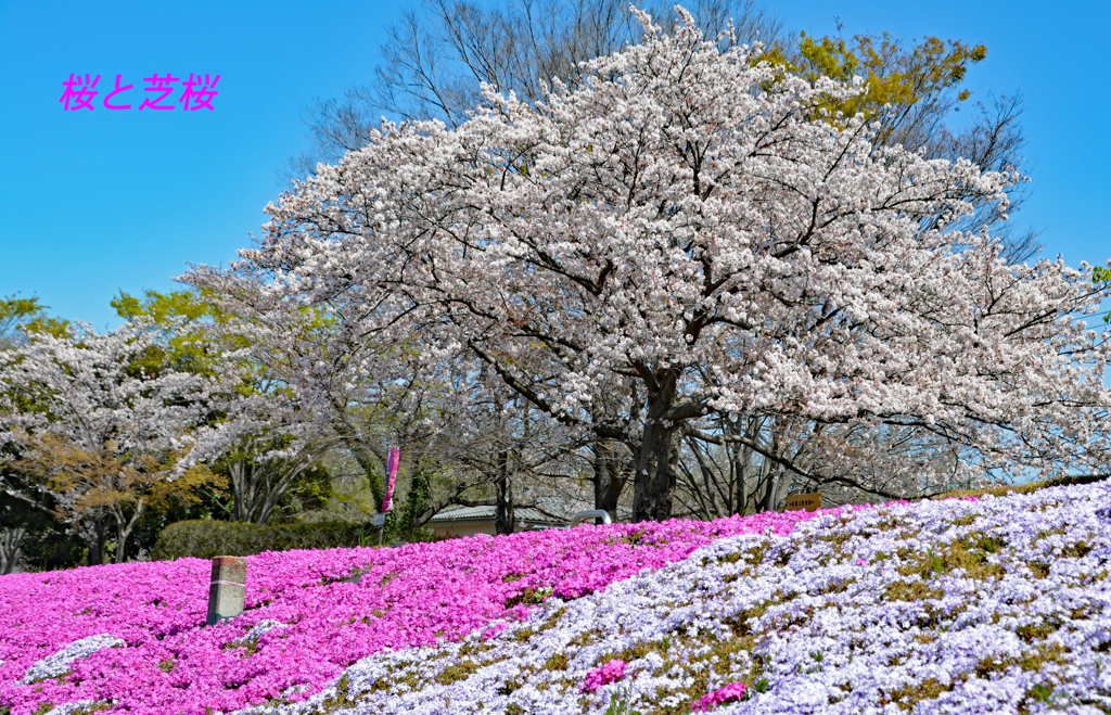 相模川の芝桜 2019-4 (7)