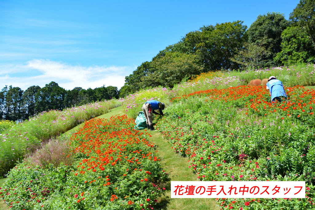 秋の里山ガーデンフェスタ in 横浜 2020 (3)