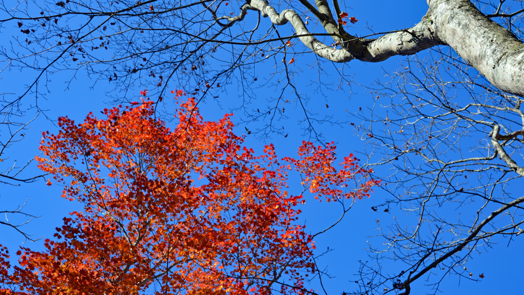 秋の大菩薩峠の山旅(5)