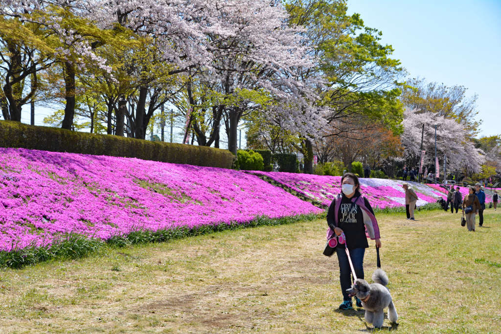 相模川の芝桜 2019-4 (6)