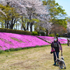 相模川の芝桜 2019-4 (6)