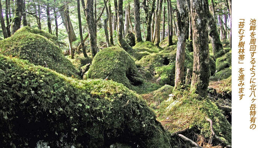 北八ヶ岳の山旅2004(18)