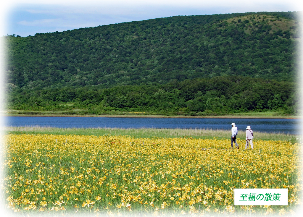 雄国沼のニッコウキスゲ2009(15)