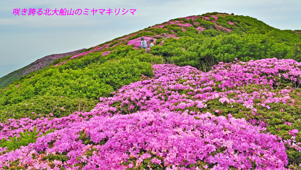 ミヤマキリシマ探訪山行 in 九重連峰2012：2日目(34)