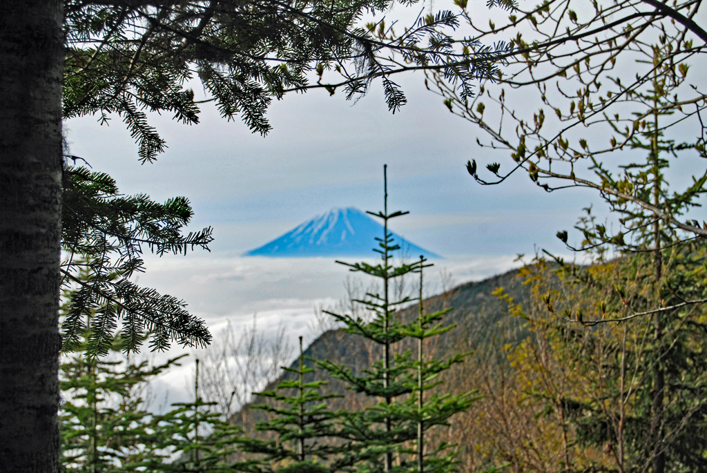樹林帯の木立の間から望む富士