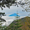 樹林帯の木立の間から望む富士