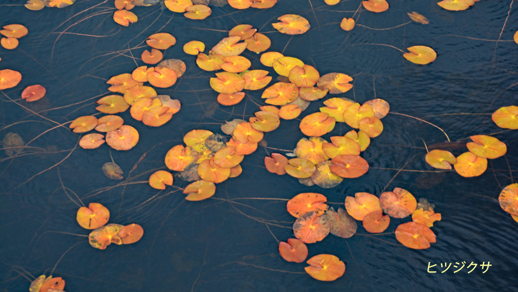 尾瀬の秋の情景(1)