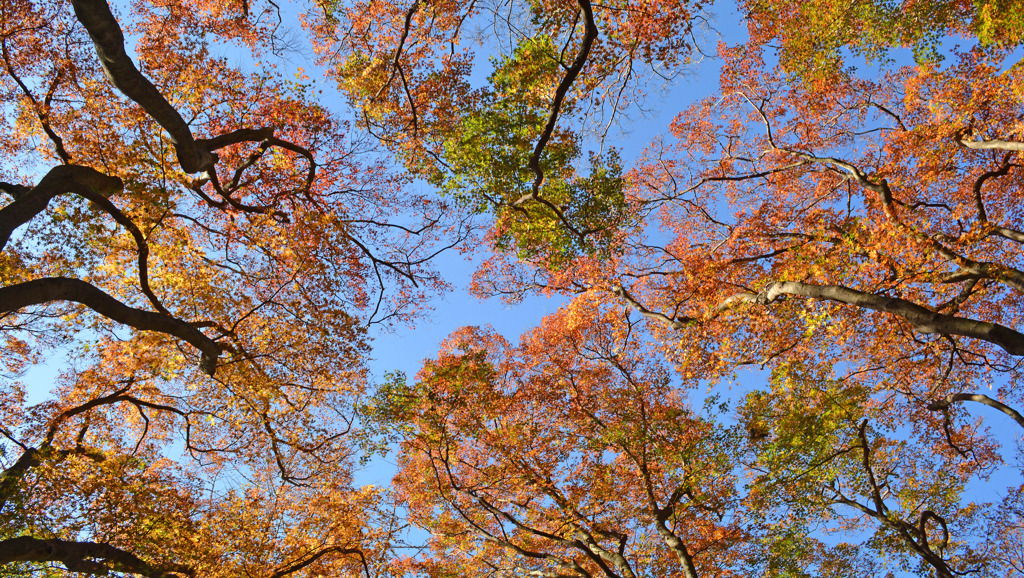 鎌倉アルプス紅葉狩り2014(33)