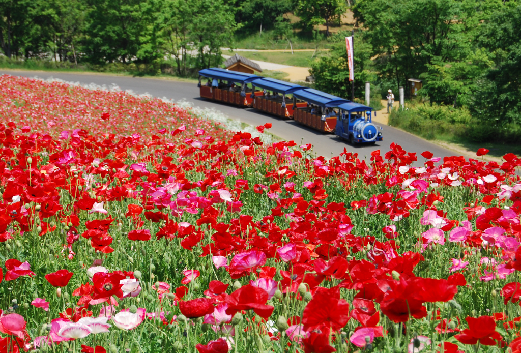 シャーレーポピーとパークトレイン