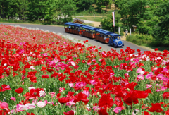 シャーレーポピーとパークトレイン シャーレーポピーとパークトレイン