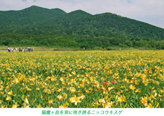雄国沼のニッコウキスゲ2009(12)
