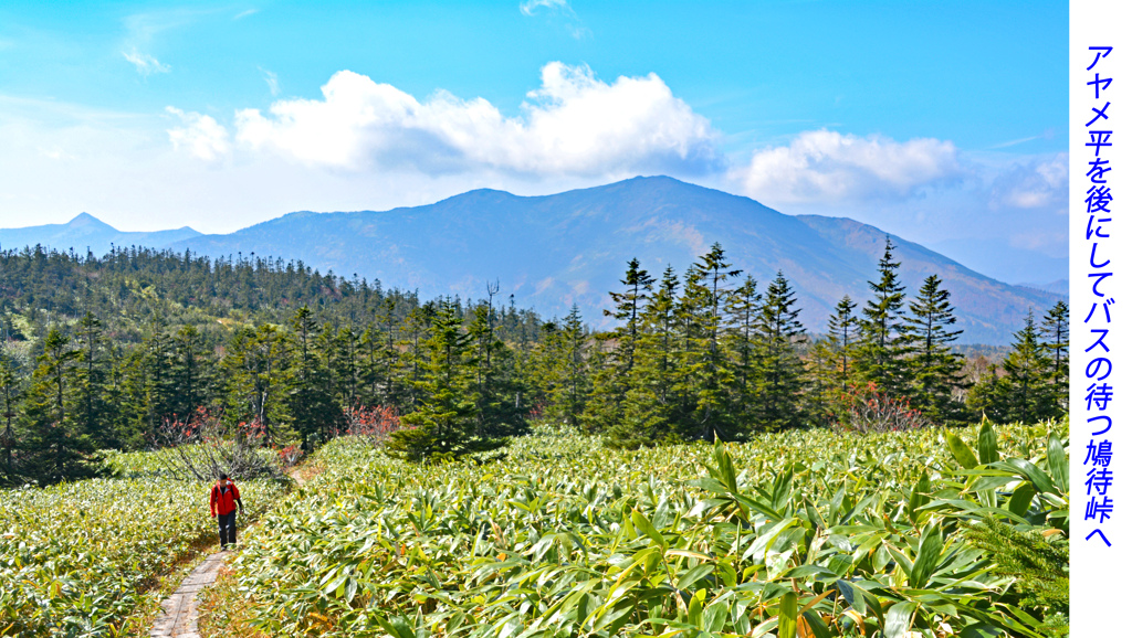 尾瀬草紅葉2015(62)