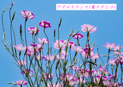 爽やかな風情の麦ナデシコ 爽やかな風情の麦ナデシコ