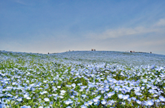 ネモフィラと青空のハーモニー