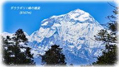 ダウラギリ1峰(8167m)の雄姿