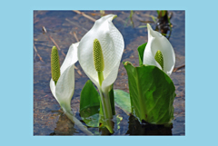 尾瀬ヶ原に咲く爽やかな水芭蕉