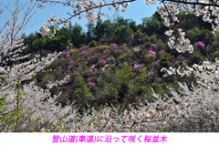 瀬戸内の三千本桜 2011 (7)