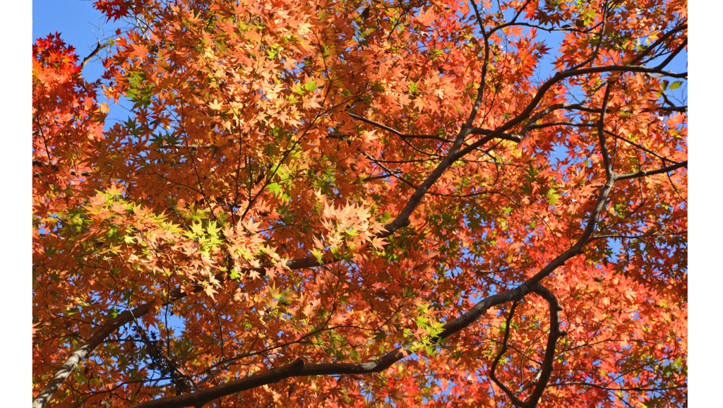 鎌倉アルプス紅葉狩り2014(52)