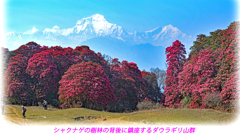 シャクナゲの樹林帯の背後に鎮座するダウラギリ山群