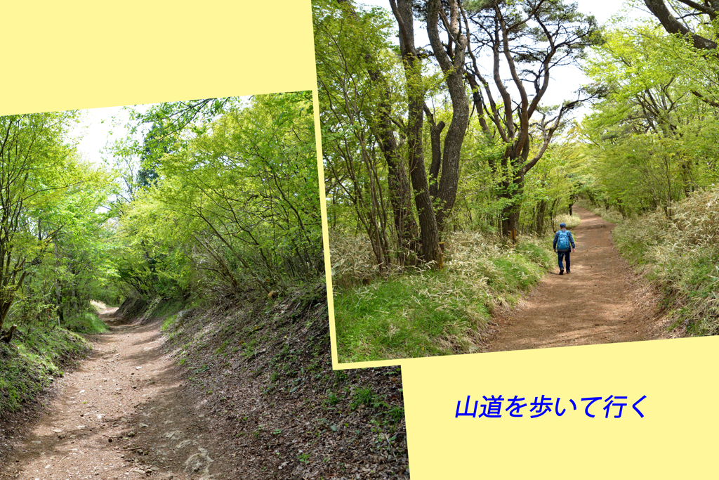 足柄古道を歩いての金時山登頂 2019 (25)