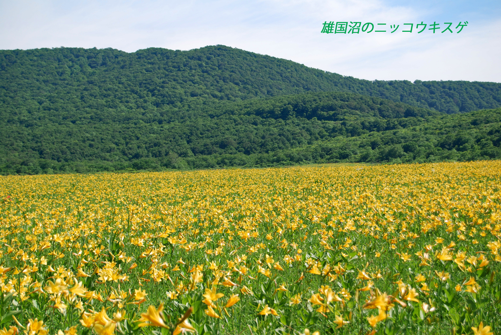雄国沼のニッコウキスゲ2009(10)