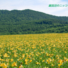 雄国沼のニッコウキスゲ2009(10)