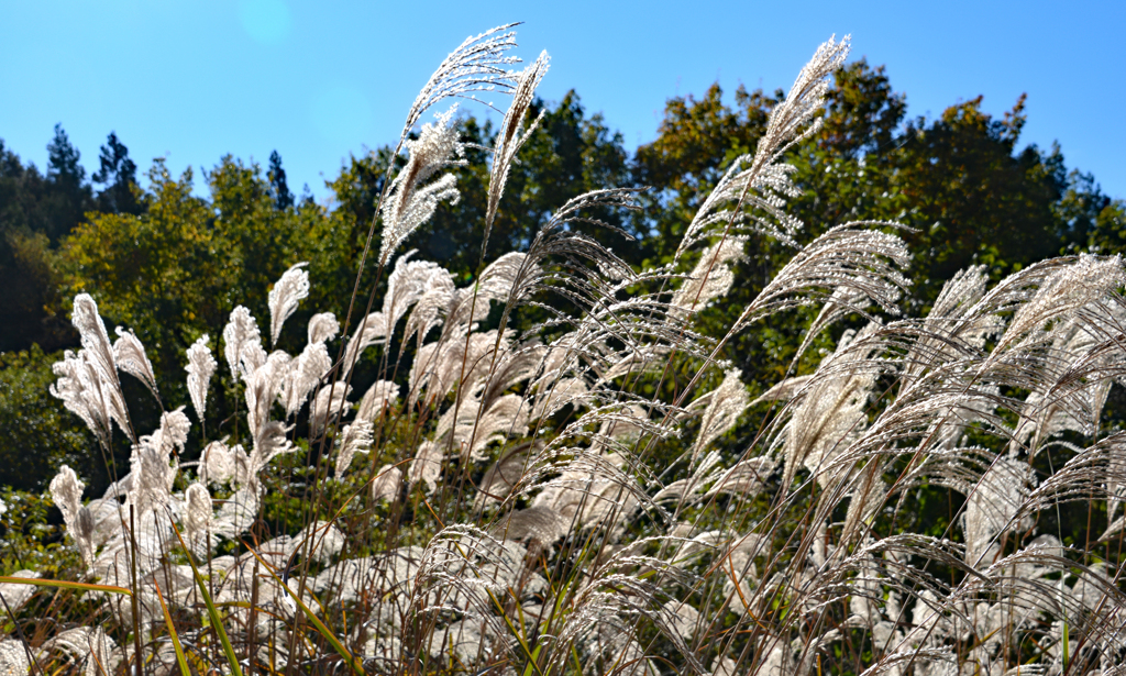 秋の大菩薩峠の山旅(1)