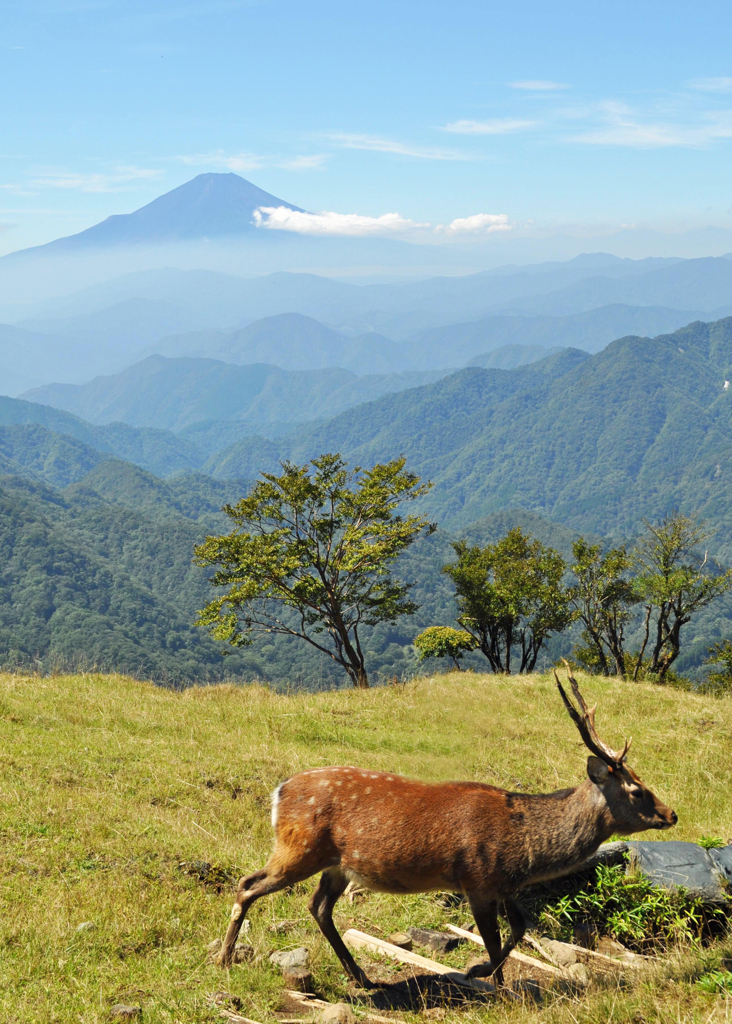 丹沢(塔ノ岳)のニホンジカと富士山