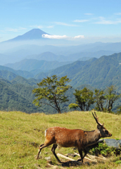 丹沢(塔ノ岳)のニホンジカと富士山