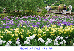 横須賀しょうぶ園探訪2009(10)