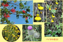 パイネ山群トレッキングでみた花（2）