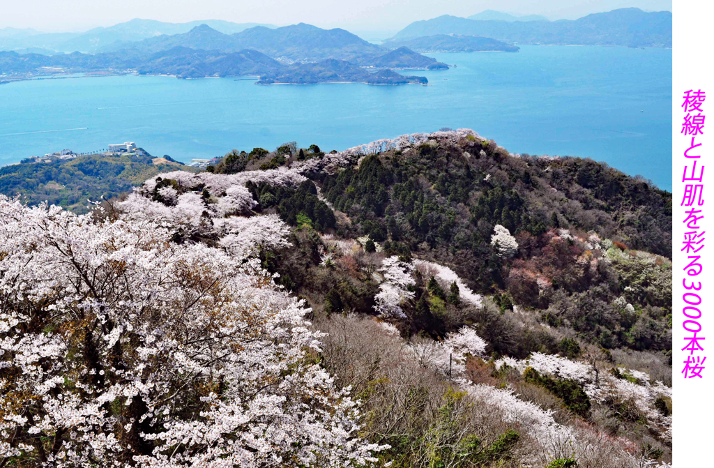 瀬戸内の三千本桜 2011 (14)