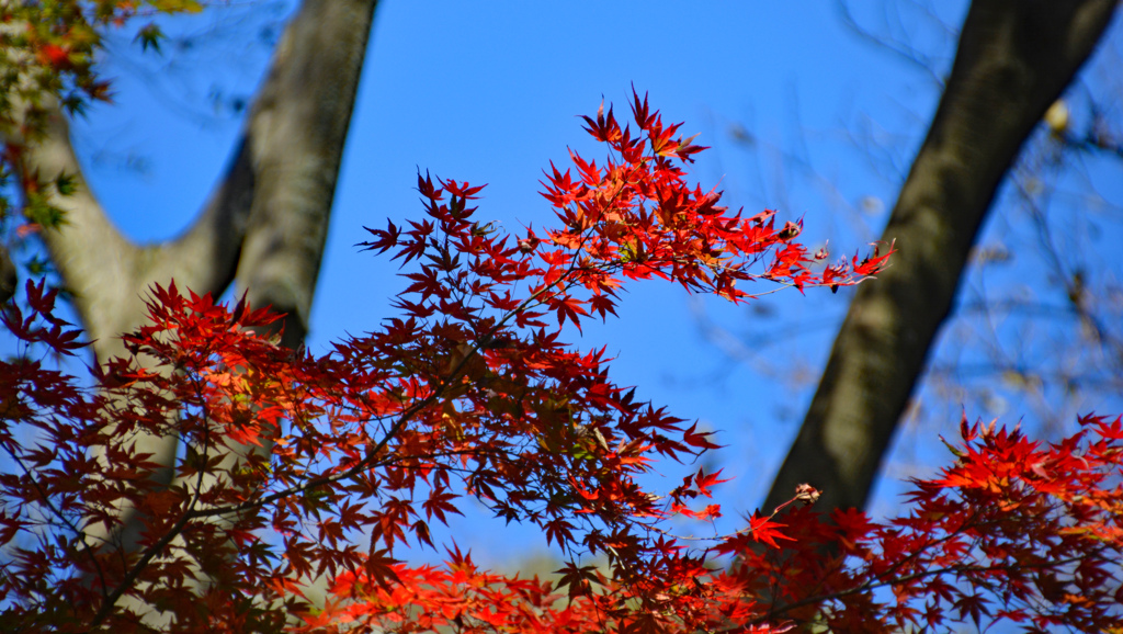 鎌倉アルプス紅葉狩り2014(54)