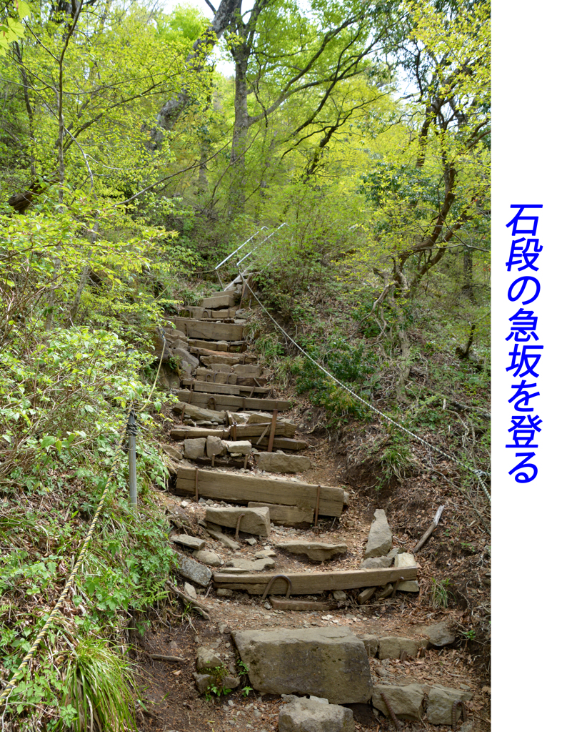足柄古道を歩いての金時山登頂 2019 (29)