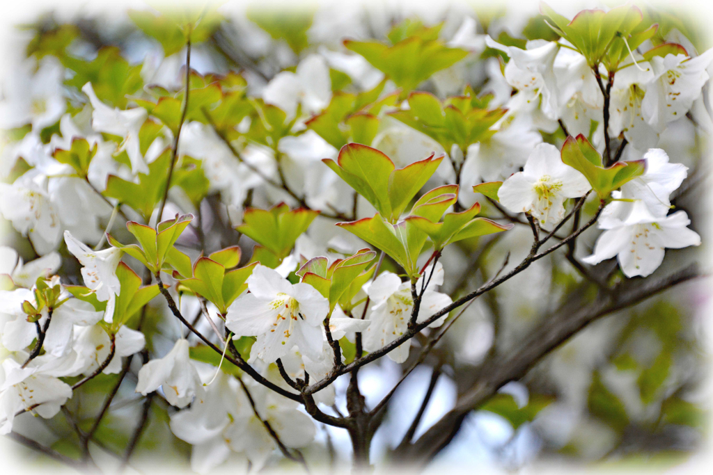 丹沢のシロヤシオ(1)